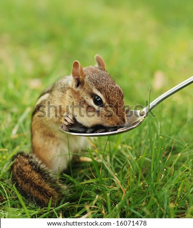 little chipmunk eating out of a tablespoon