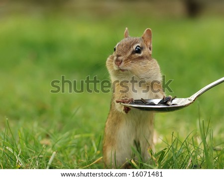 little chipmunk pausing while eating out of a spoon