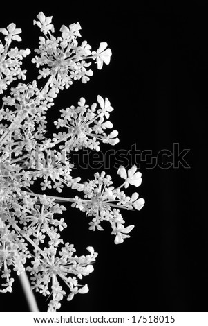 macro of the wildflower Queen Anne\'s lace in black & white