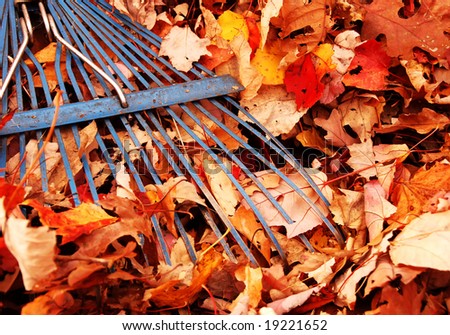 closeup of blue rake in a leaf pile