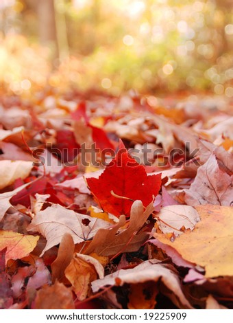 focus on a single red leaf in a large leaf pile