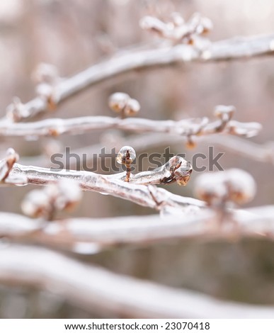 witch hazel branches encased in ice