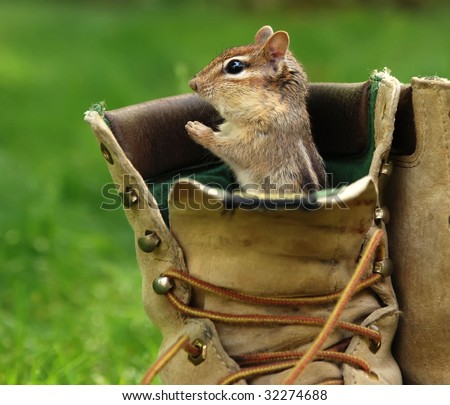 closeup of a single chipmunk in an old work boot