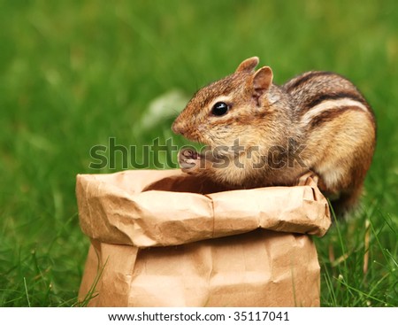 little chipmunk brown bags their lunch