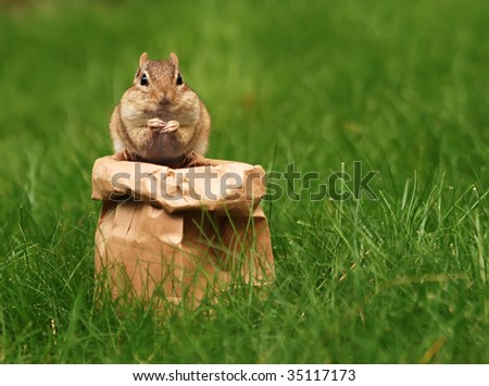 chipmunk enjoys his lunch from a brown bag