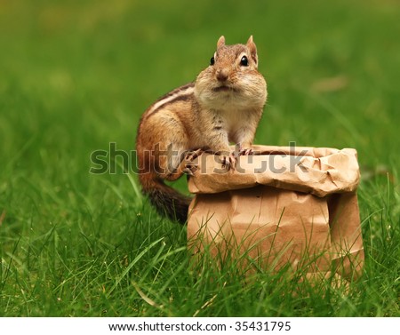 chipmunk eating out of a brown bag lunch sack
