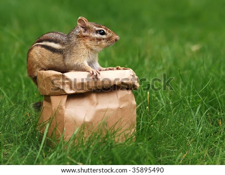 chipmunk with his brown bagged lunch