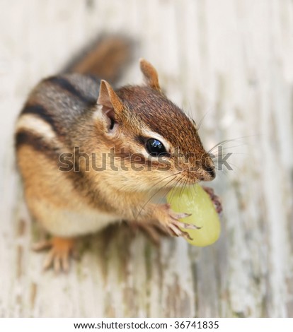 little chipmunk eating a green grape
