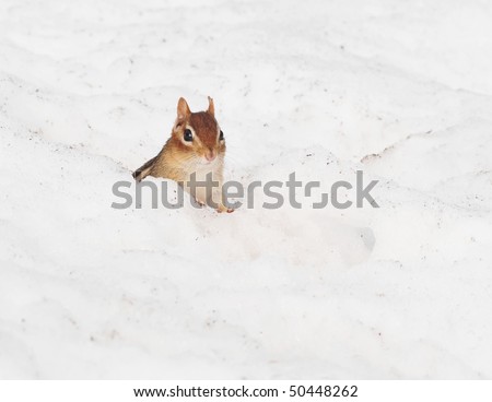 little chipmunk pops out of his burrow in the winter
