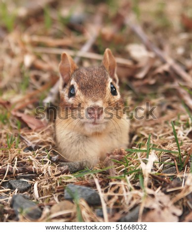 chipmunk burrow