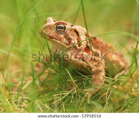 Eastern American toad in high grass