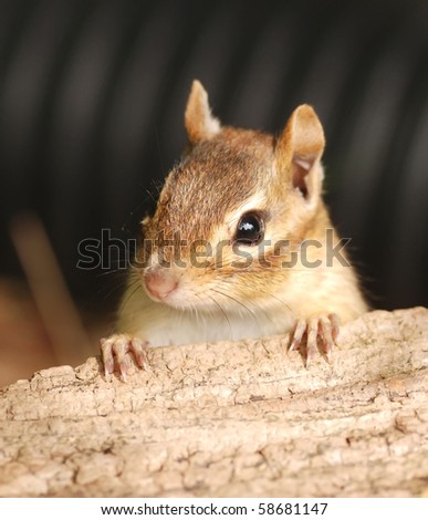 Chipmunks Female