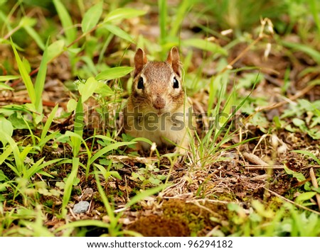 Cute little chipmunk popping out of her burrow hole