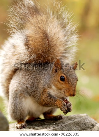 portrait of a cute squirrel with a big fluffy tail