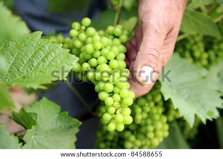 Testing the quality of the grapes on the vine