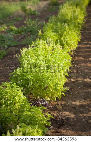 Basil plants in the ground