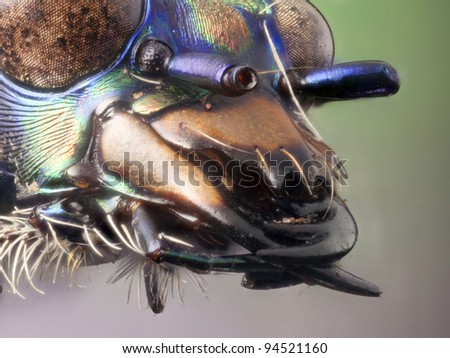 Highly detailed magnified macro of the Jaws of a Tiger Beetle