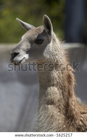 An alert llama at the San Diego Zoo.
