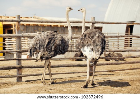 Two Ostriches in pen. Big beautiful birds