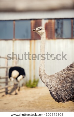 Ostriches head close up. Big bird in pen