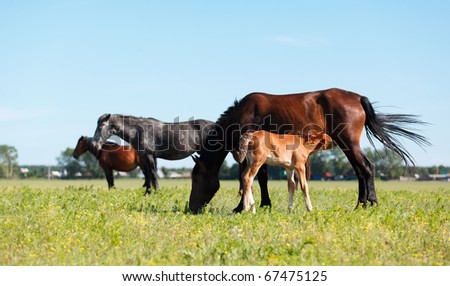 A mare and her offspring in a green field of grass. Other horses and village on background