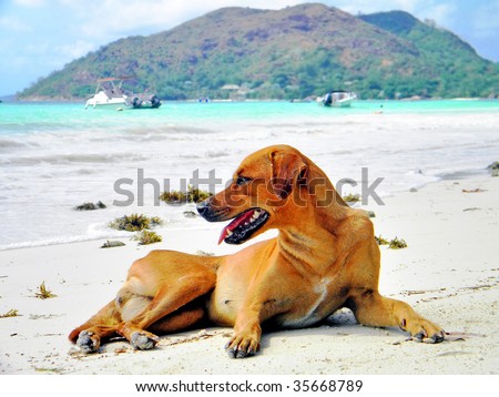 dogtalia fffgdhrf Stock-photo-africa-seychelles-praslin-island-dog-on-the-cote-or-beach-35668789