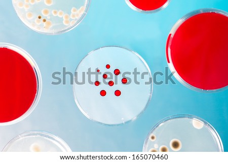 A Petri dishes on the glass table. Petri plate or cell culture dish is used by biologists to culture cells, mold, fungi, bacteria or small moss plants.