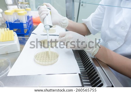 Life science professional grafting bacteria in the pettri dishes. Scientist researching in the laboratory.