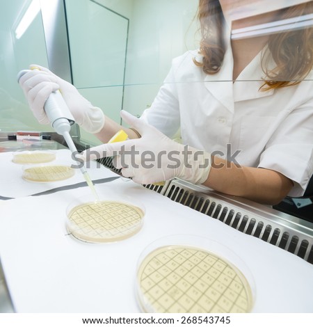 Female life scientist researching in laboratory, pipetting cell culture medium samples on petri dishes in laminar flow. Photo taken from laminar interior.