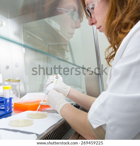 Female scientist researching in laboratory, pipetting cell culture medium samples in laminar flow. Life science professional grafting bacteria in the pettri dishes. Photo taken from laminar interior.
