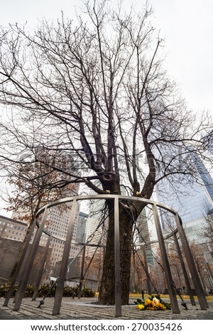 Survivor Tree That Withstood 9.11. Attacks on WTC Memorial Plaza, National September 11 Memorial, Manhattan, New York, United States of America.