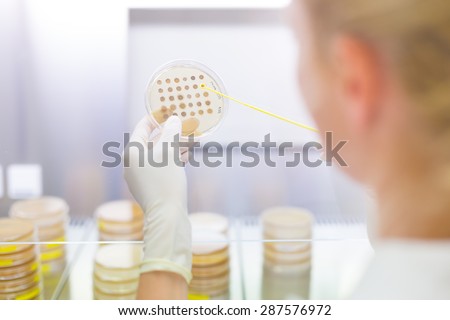 Female life science professional observing cell culture samples on LB agar medium in petri dish.  Scientist grafting bacteria in microbiological analytical laboratory .
