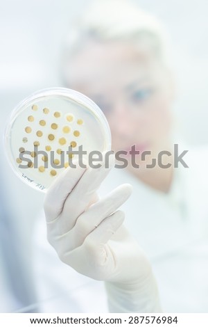 Life science professional observing cell culture samples on LB agar medium in petri dish.  Scientist grafting bacteria in microbiological analytical laboratory.  Focus on agar plate trough glass.