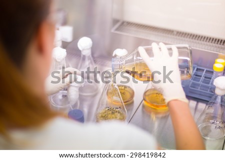 Focused PhD scientist spilling LB medium into Erlenmeyer flask in laminar in scientific laboratory. Life science professional grafting genetically modified organisms in controled environment.