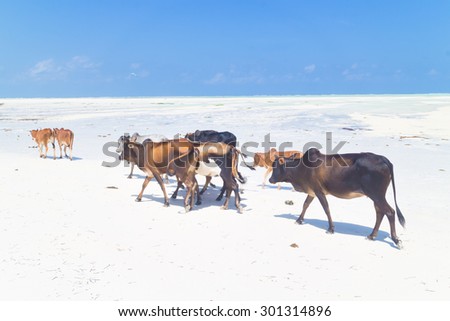 Cattle walking in line on picture perfect white beach of Paje, Zanzibar, Tanzania, Africa.