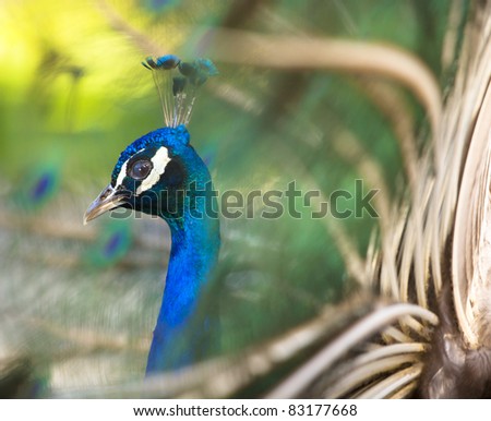 Colorful \'Blue Ribbon\' Peacock in full feather (color saturated, shallow focus)