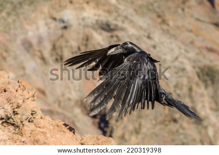 Close view of black raven flying in mountains. La Palma island.
