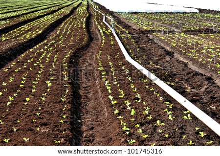 Rows of freshly planted vegetables in rich fertile soil
