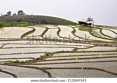 Rice terraces rain north thailand