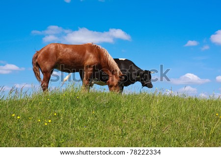horse and cow, grazing in green meadow