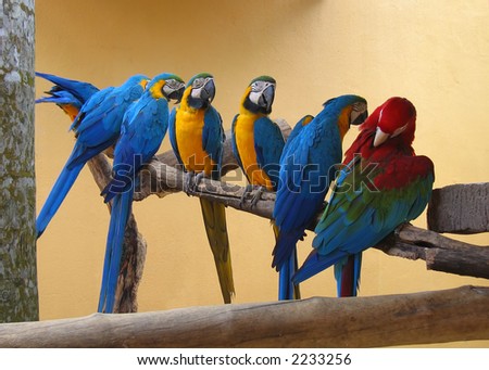 Macaw parrots on a perch. Six blue and yellow macaw(ara ararauna) and one red and green macaw(Ara chloropterus)