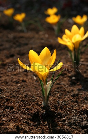 Yellow crocus - first spring flowers