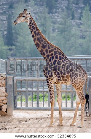 Giraffe in a Jerusalem Biblical Zoo.