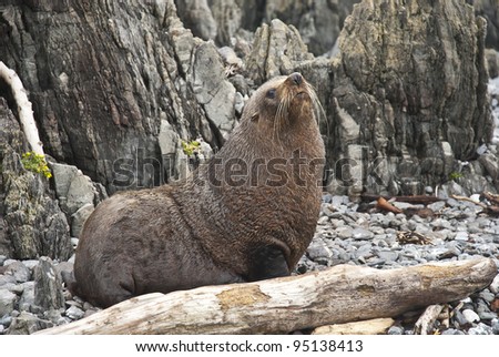 Seal lion