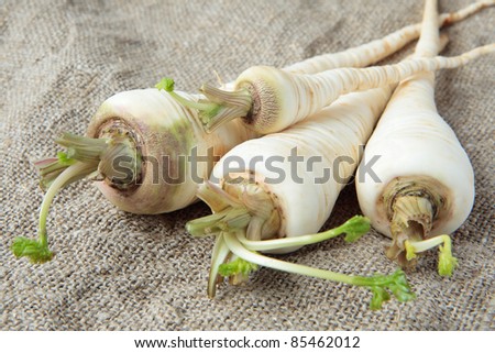 Four fresh parsley root on the gray canvas