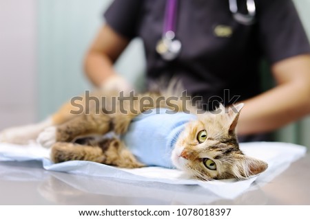 Female veterinary doctor puts the bandage on the cat after surgery. Sterilization for domestic pets