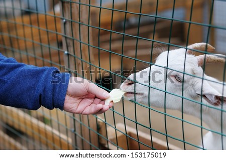 Young goat eating out of the hand