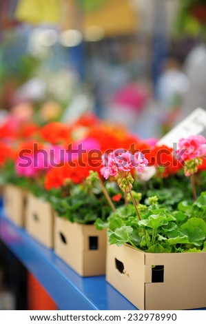 Pink flowers in box at market
