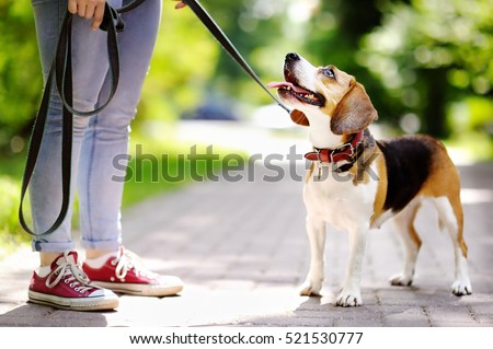 Young woman walking with Beagle dog in the summer park. Obedient pet with his owner