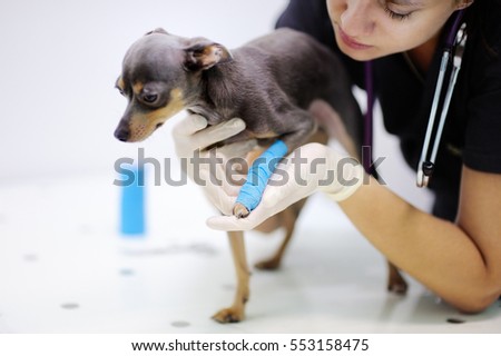 Female veterinarian doctor during the examination in veterinary clinic. Little dog with broken leg in veterinary clinic